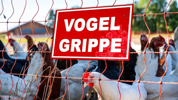 Vogelgrippe: „Erhöhtes Risiko“ ab Montag in ganz Österreich