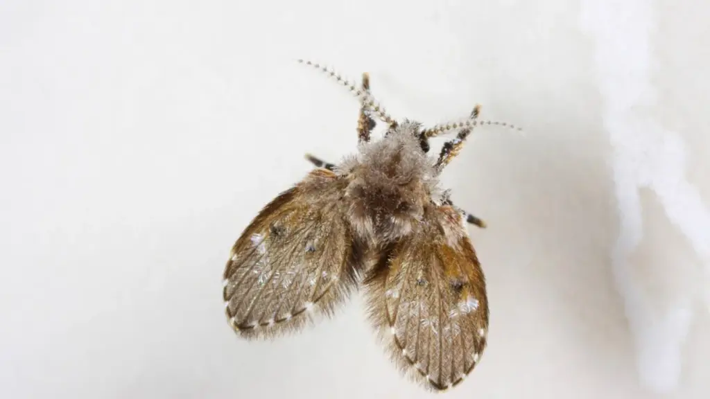 Effektive Maßnahmen gegen die Abortfliege im Haushalt