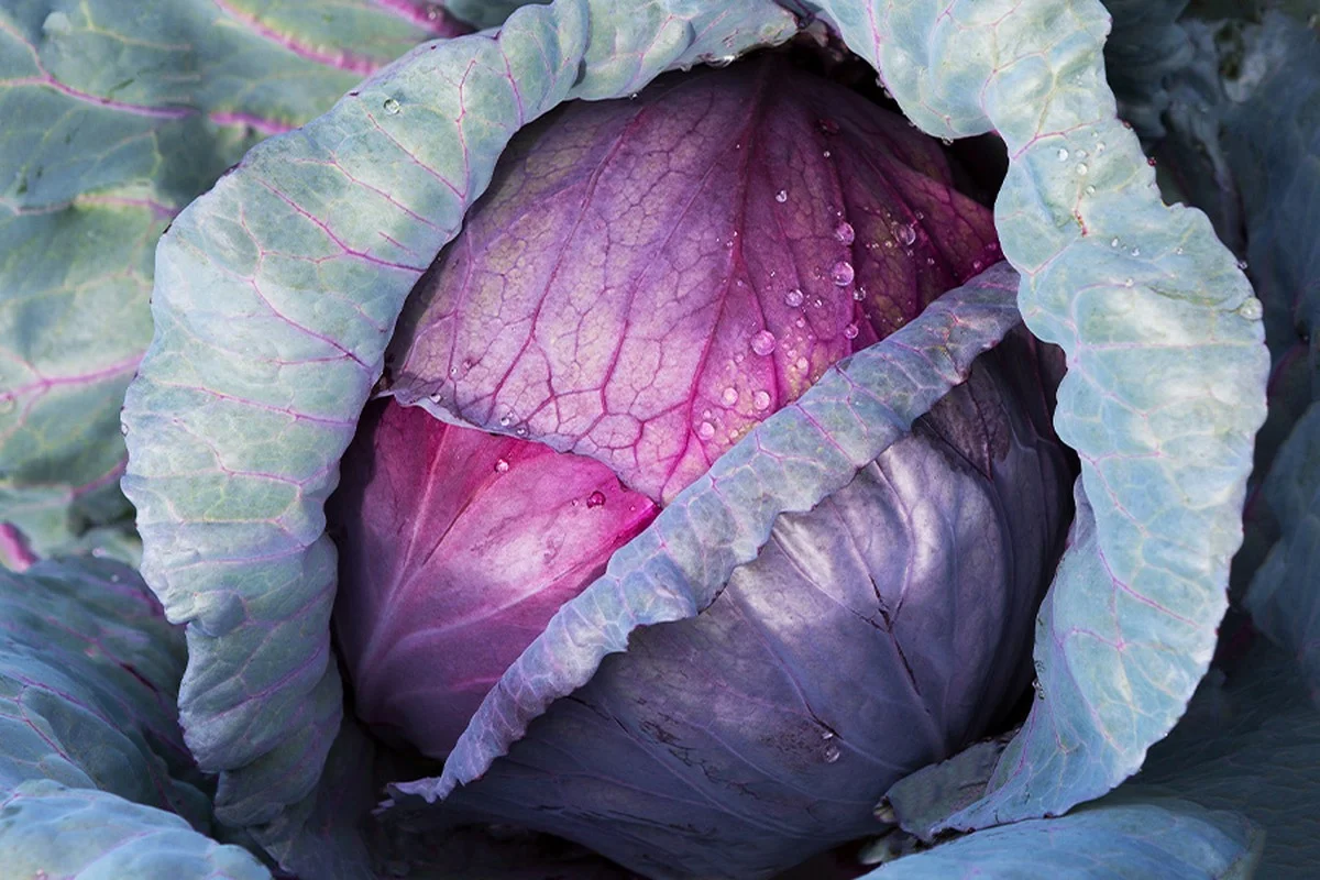Diesen Rotkohl sollten Sie vor den Festtagen im Regal stehen lassen - image 2