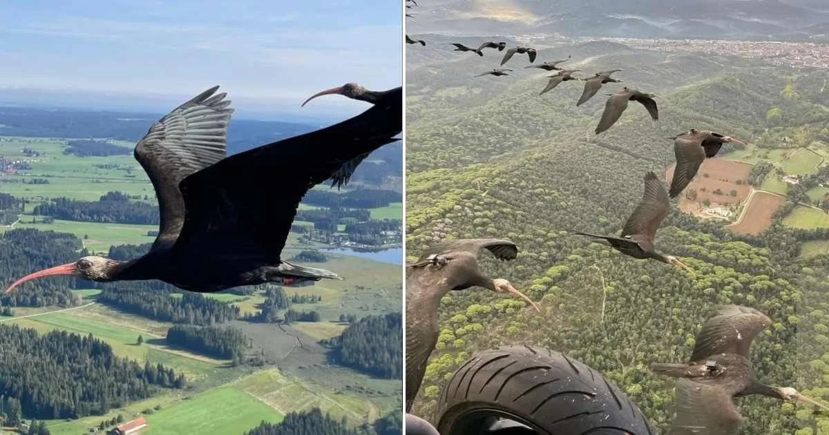Diese Frau brachte seltene Vögel mit einem Leichtflugzeug nach Afrika - image 1