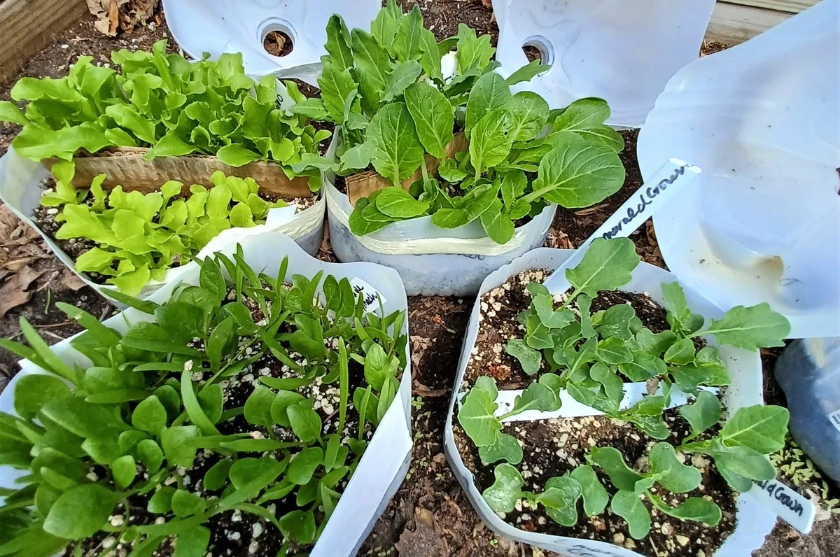 Drei überraschende Schritte im Jänner, die ihre Garten-Ernte im Sommer verdoppeln - image 2