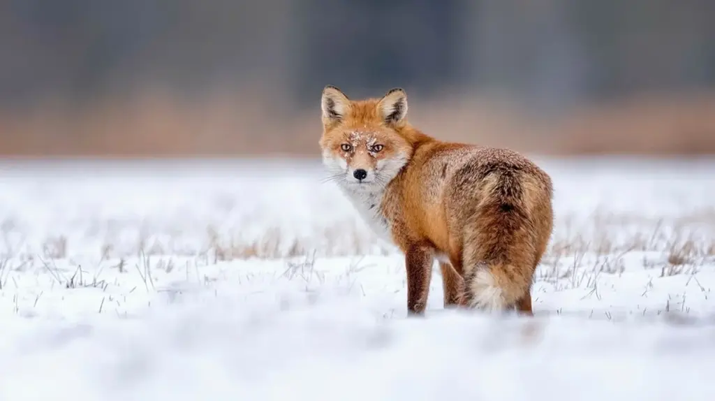 Füchse im Winter: Warum sie jetzt so aktiv sind – und wie Sie Zusammenstöße vermeiden