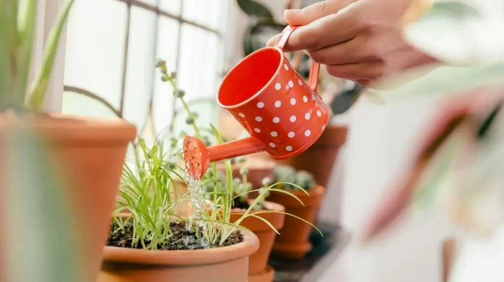 Fünf Zimmerpflanzen, die Sie diesen Frühling mit einem einfachen Trick vermehren können