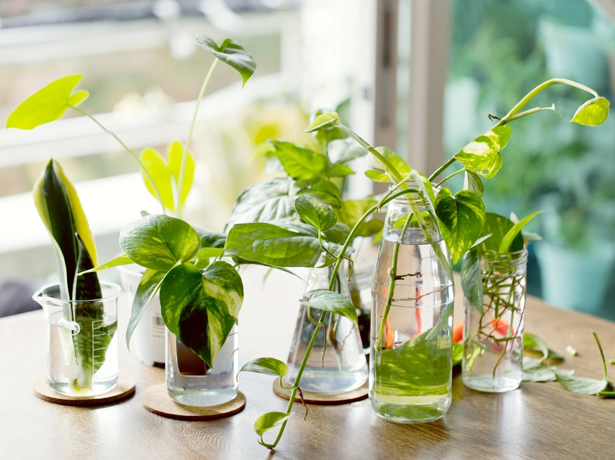 Fünf Zimmerpflanzen, die Sie diesen Frühling mit einem einfachen Trick vermehren können - image 2
