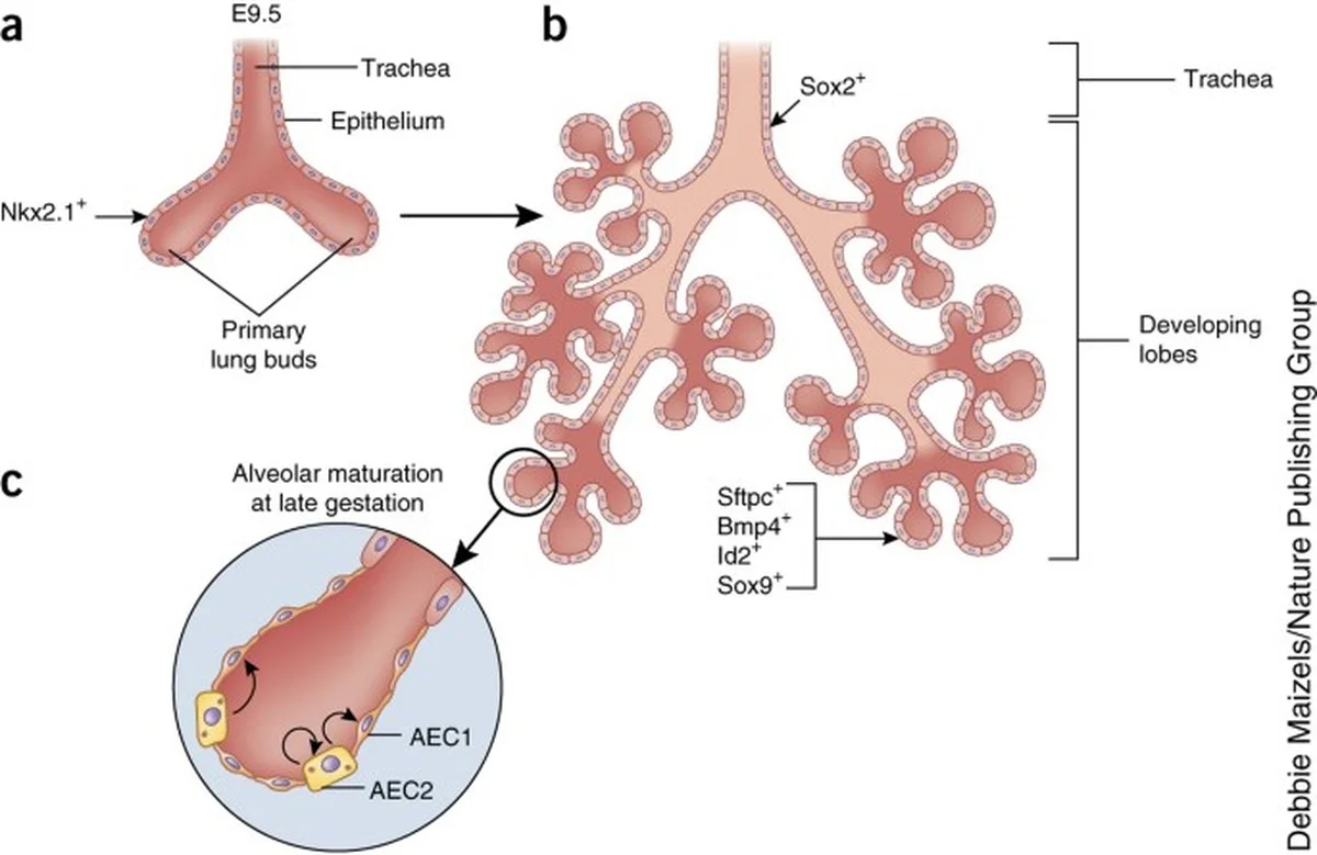 So schnell regeneriert sich Ihr Körper: Die genaue Zeit, wann Lunge, Herz und Geschmackssinn wieder wie bei Nichtrauchern funktionieren - image 2
