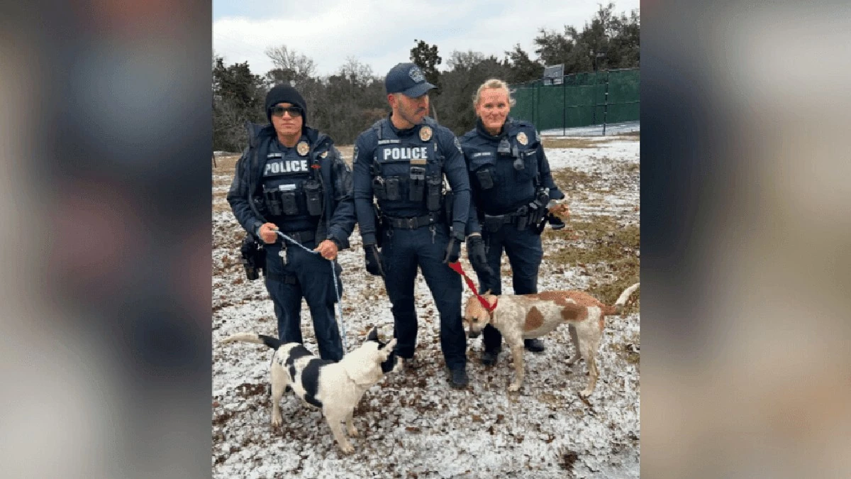 Warum 200 Hunde Texas vor dem Kältetod retteten - image 2