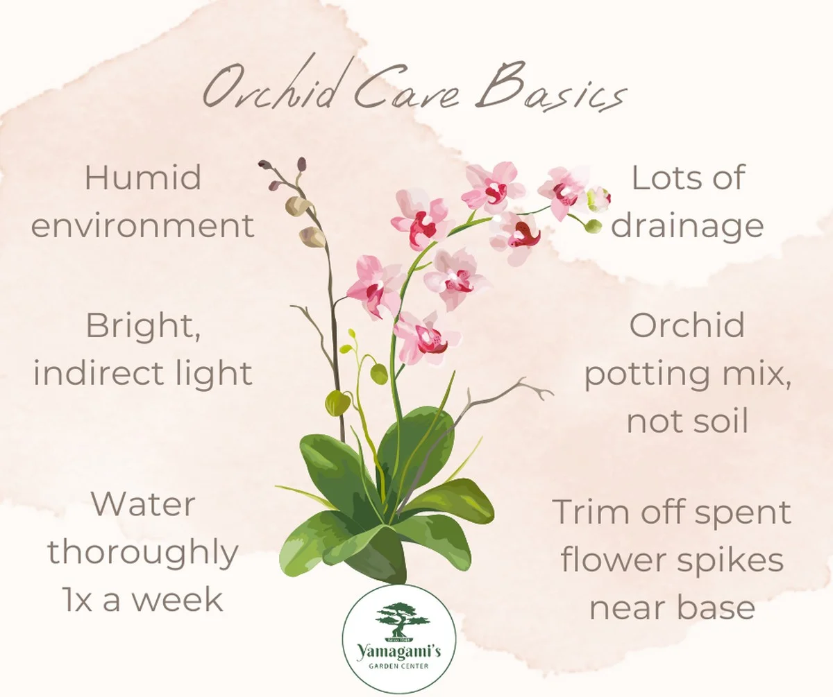 Warum erfahrene Orchideenzüchter Zimt an die Wurzeln streuen (und vier andere Tricks) - image 1