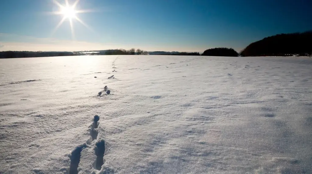 Warum erfahrene Wanderer einen Blick auf diese 5 Spuren im Schnee werfen