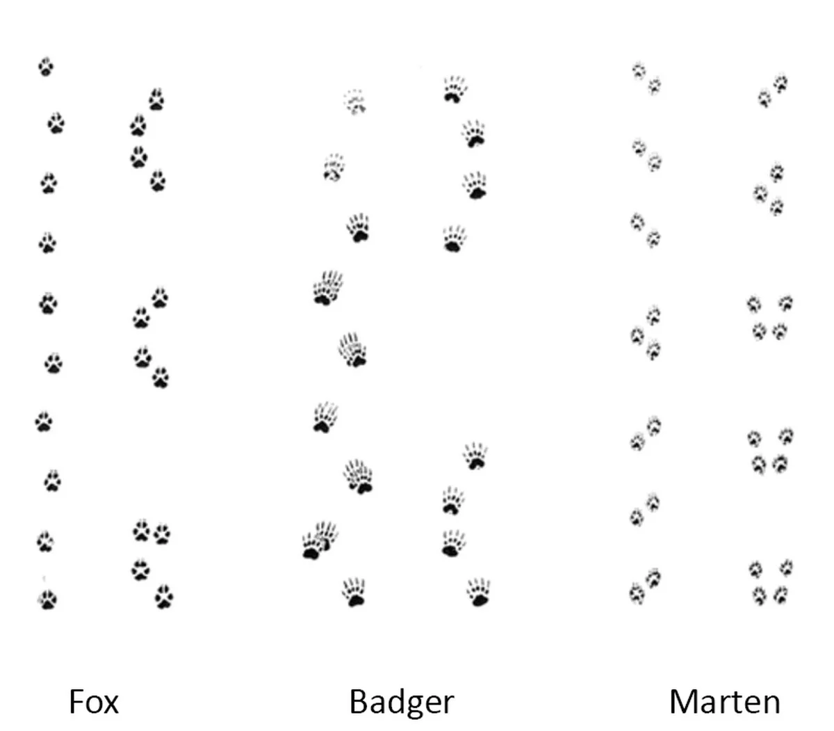 Warum erfahrene Wanderer einen Blick auf diese 5 Spuren im Schnee werfen - image 1