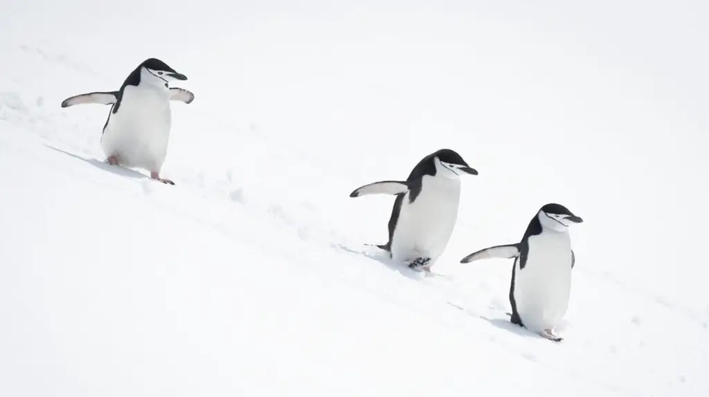 Warum Pinguine selbst bei Glatteis nicht stürzen: Die geniale Technik für Ihren Winter