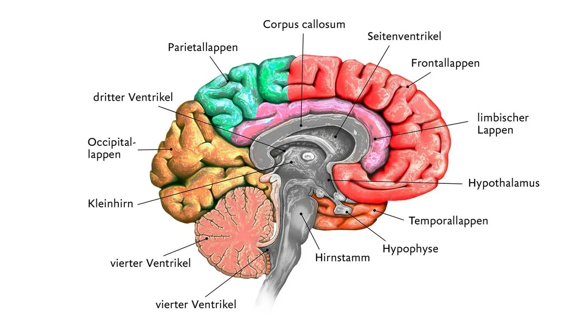 Ab 50: Warum Ihr Gehirn schrumpft und wie Sie den Verfall stoppen können - image 1