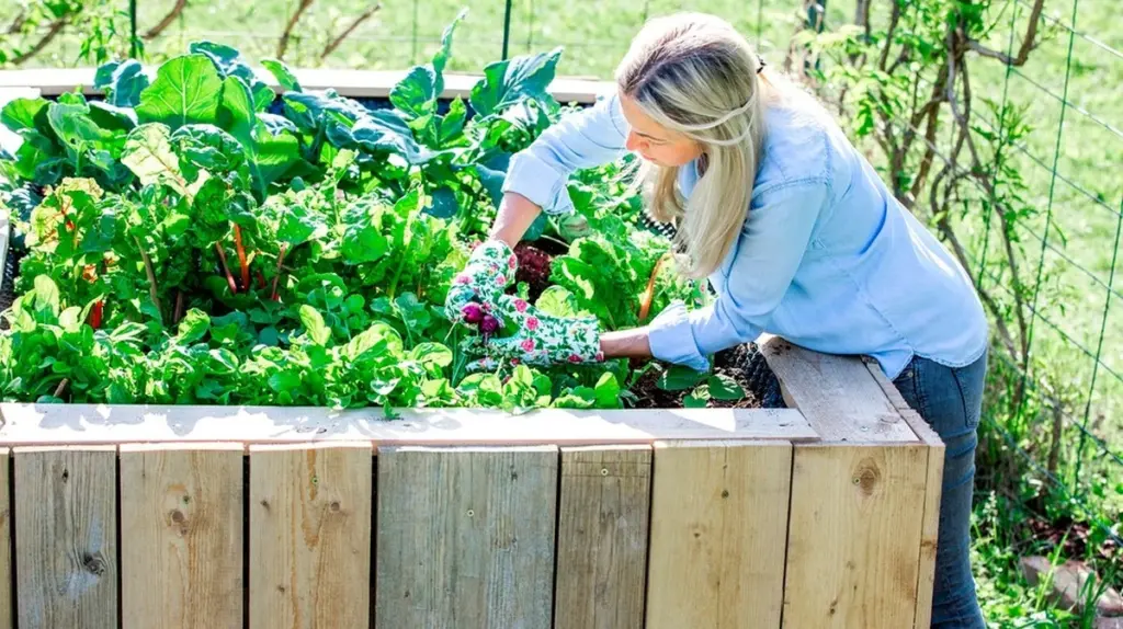 Das Geheimnis üppiger Ernten: So schichtest du dein Hochbeet wie ein Profi