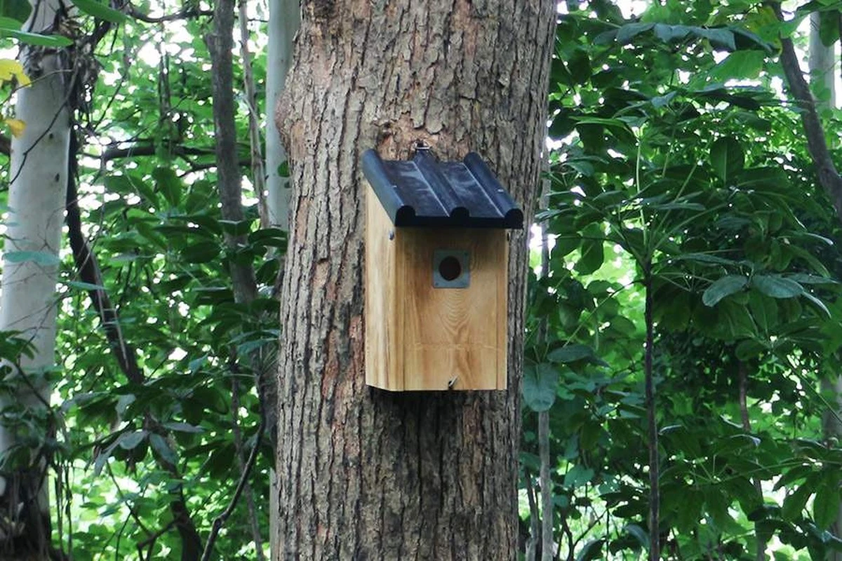 Der beste Zeitpunkt für die Nistkasten-Reinigung – und wie Sie es richtig machen - image 2