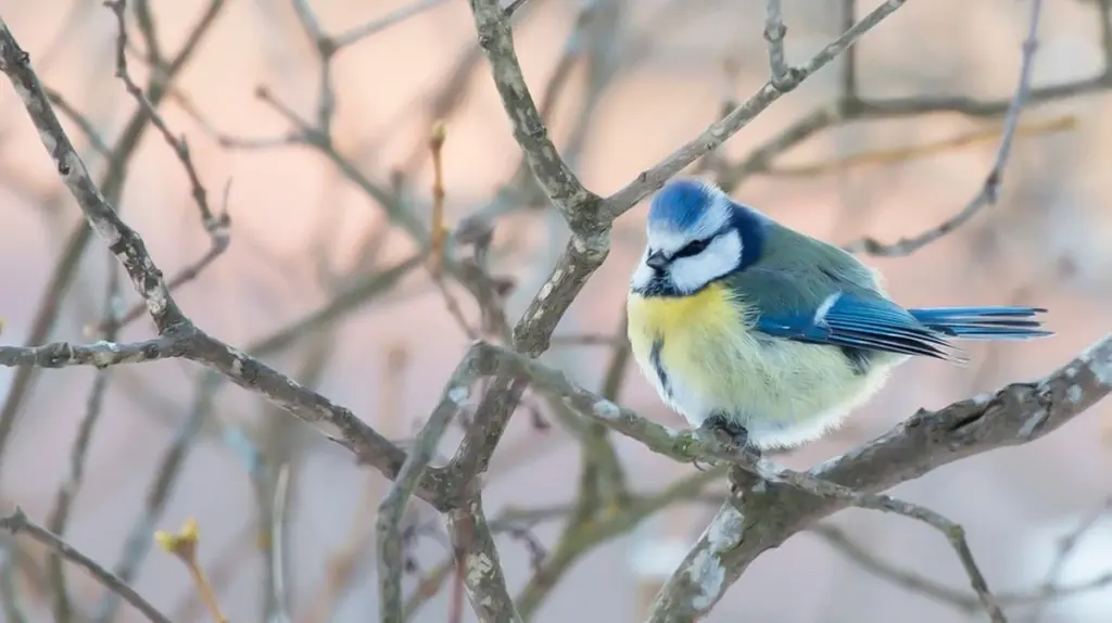 Diese Singvögel haben heimlich die Superkräfte, die Sie jetzt brauchen