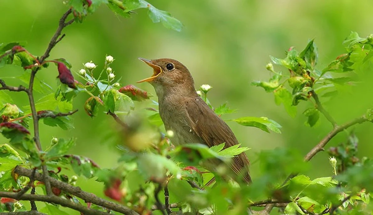 Diese Singvögel haben heimlich die Superkräfte, die Sie jetzt brauchen - image 1