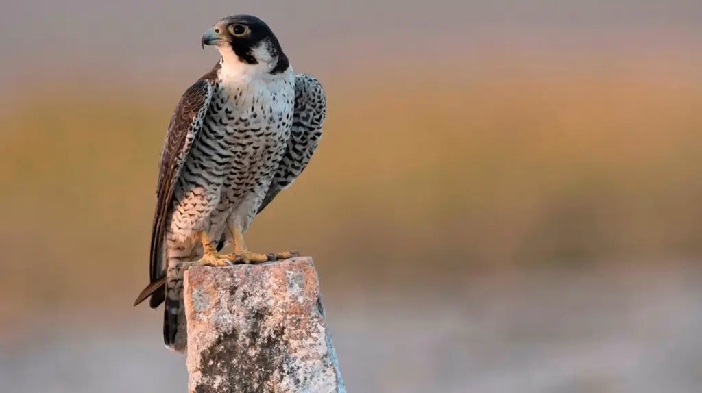 Erstes Ei im Wanderfalken-Nest geschlüpft: So beobachten Sie Wildtiere live in Bayern!