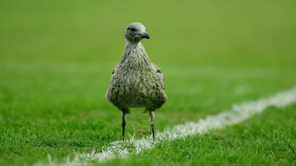 Fußball-Elfmeter rettet Möwe das Leben: Was nach dem Aufprall geschah, wird dich bewegen