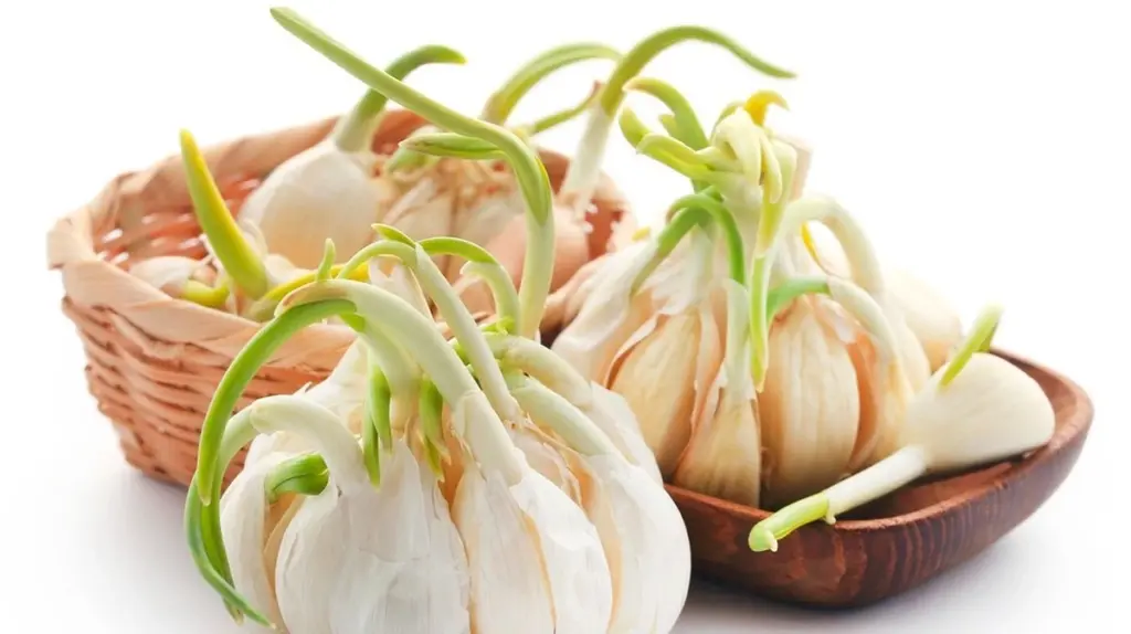 Gekeimter Knoblauch: So verwendest du ihn bedenkenlos (und warum man ihn nicht wegwerfen muss)