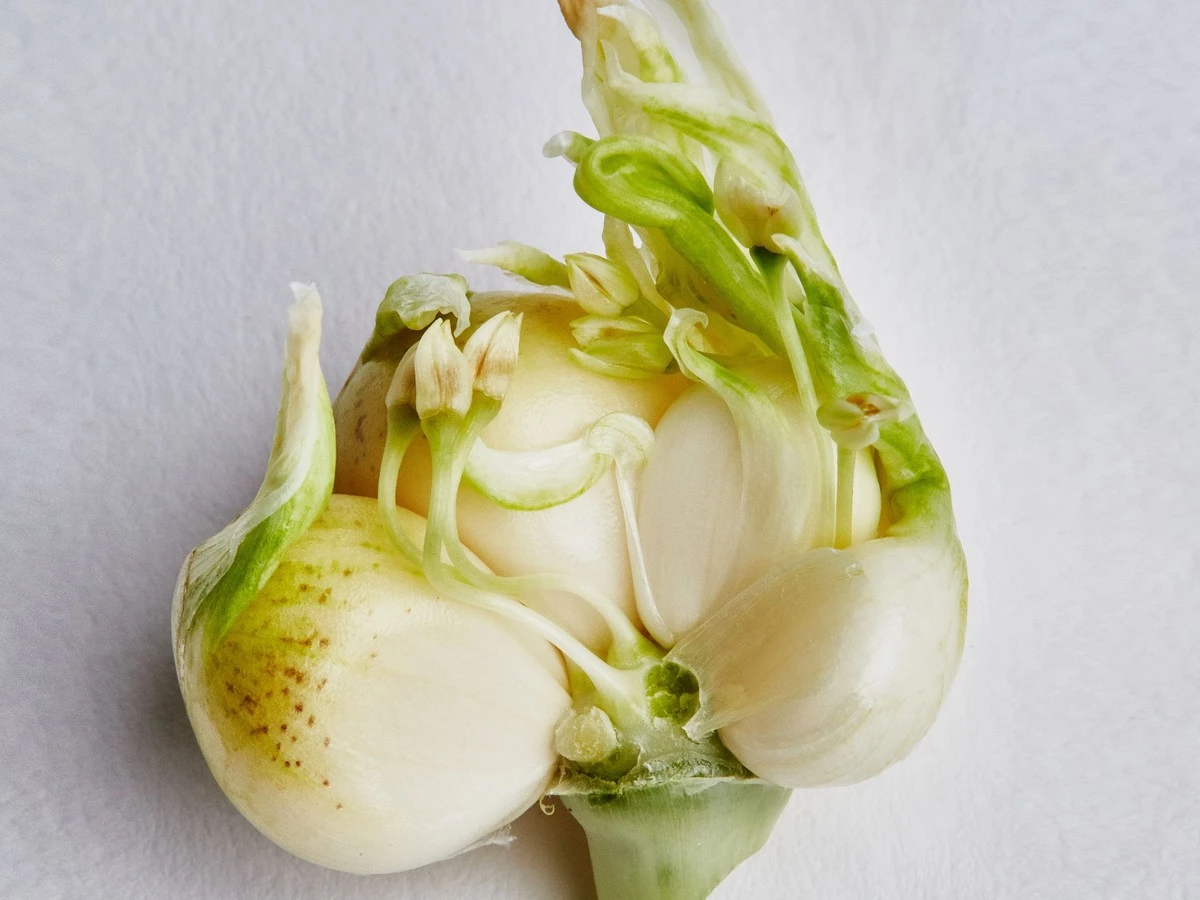 Gekeimter Knoblauch: So verwendest du ihn bedenkenlos (und warum man ihn nicht wegwerfen muss) - image 1