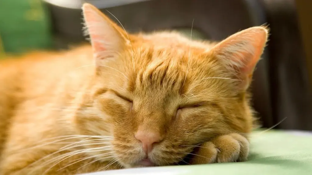 Justizkater Spezi: Wie eine Samtpfote im Amtsgericht Starnberg für Ruhe sorgt