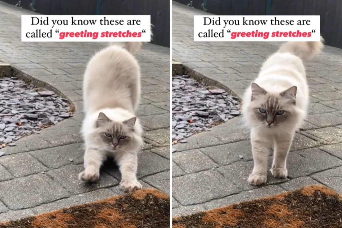 Justizkater Spezi: Wie eine Samtpfote im Amtsgericht Starnberg für Ruhe sorgt - image 1