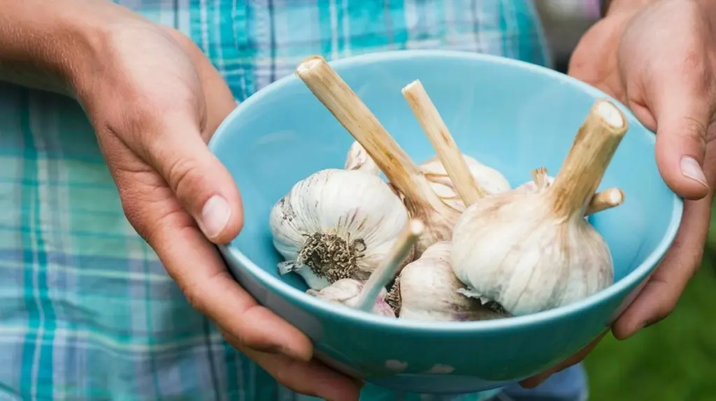 Knoblauch-Probleme: Ihre Verdauung spielt verrückt? Das Sie wissen müssen