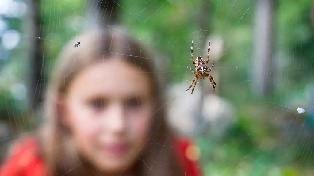 Kreuzspinne, Petermännchen, Kreuzotter: So gefährlich sind sie wirklich!