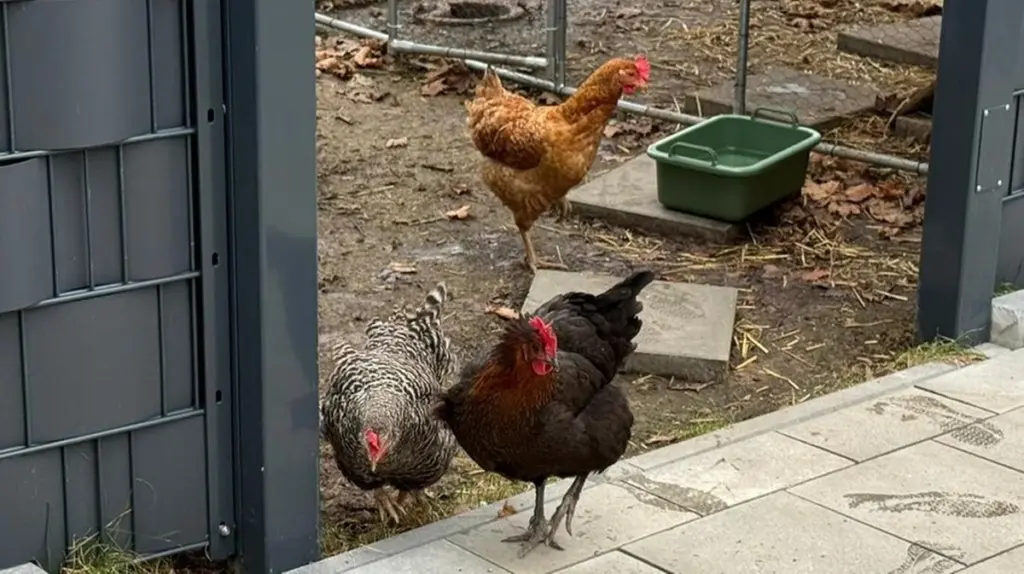 Polizei-Hühner in Augsburg: So sorgen Steffi, Ronja und Hilde für Entspannung