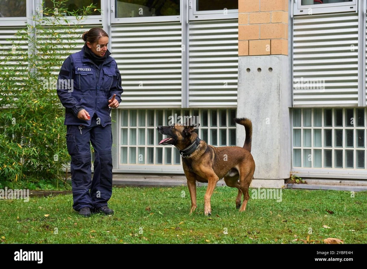 Polizei-Hühner in Augsburg: So sorgen Steffi, Ronja und Hilde für Entspannung - image 2