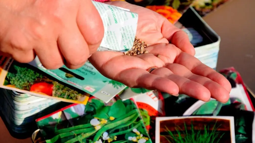 Samen richtig lagern: So keimen Ihre alten Samen noch im nächsten Frühling