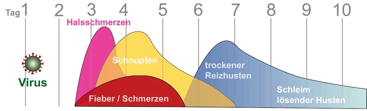 Schniefen oder Schnäuzen: Welche Methode schont Ihre Gesundheit am besten? - image 2