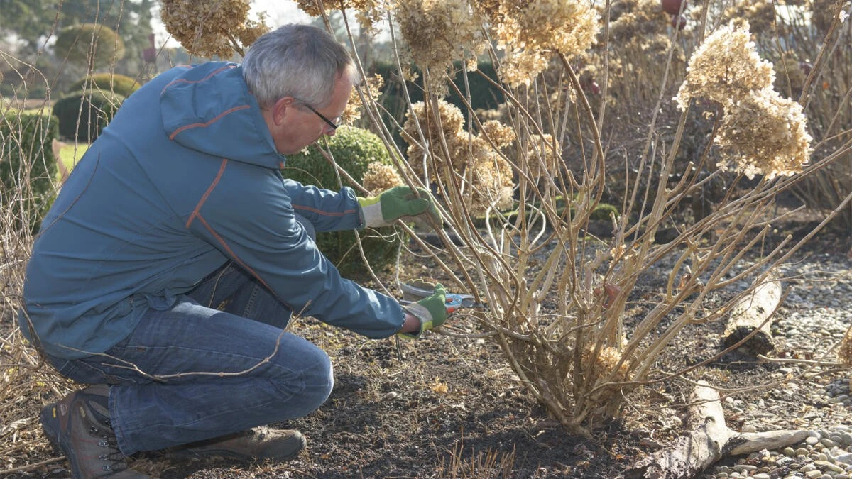 Wann und wie Hortensien richtig schneiden: Gärtner-Geheimnisse für üppige Blüten - image 1