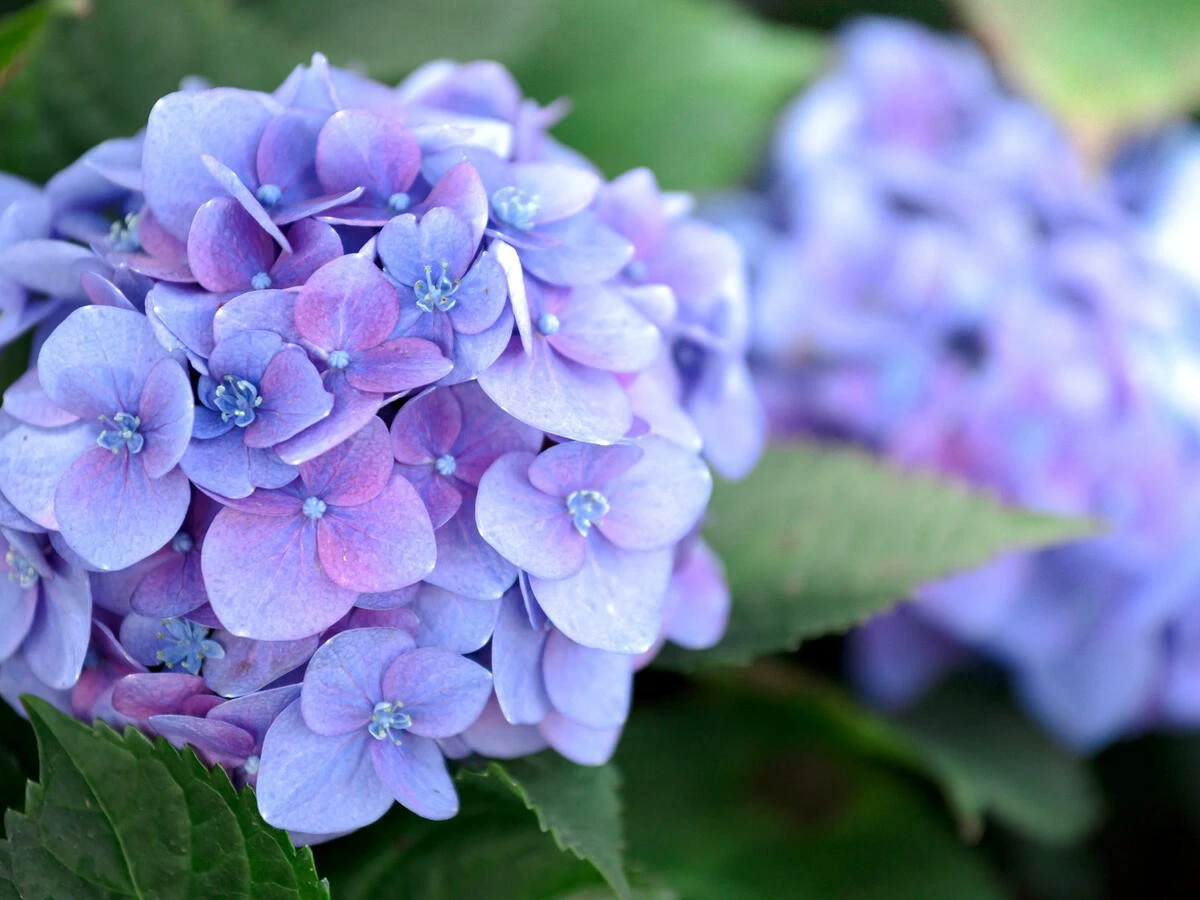 Wann und wie Hortensien richtig schneiden: Gärtner-Geheimnisse für üppige Blüten - image 2