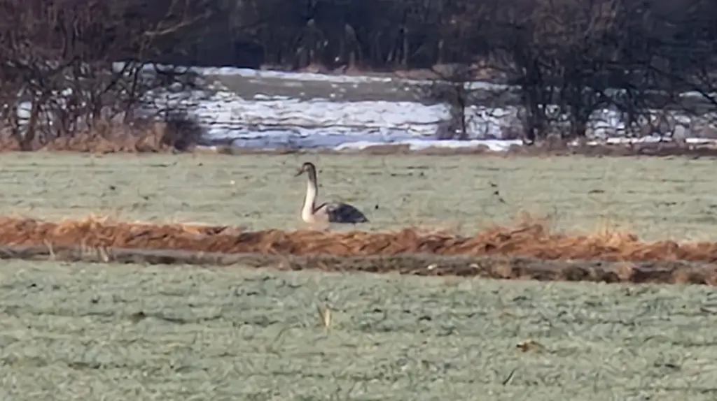 Warum dieser Schwan lieber trocken bleibt – und Einheimische ihn lieben