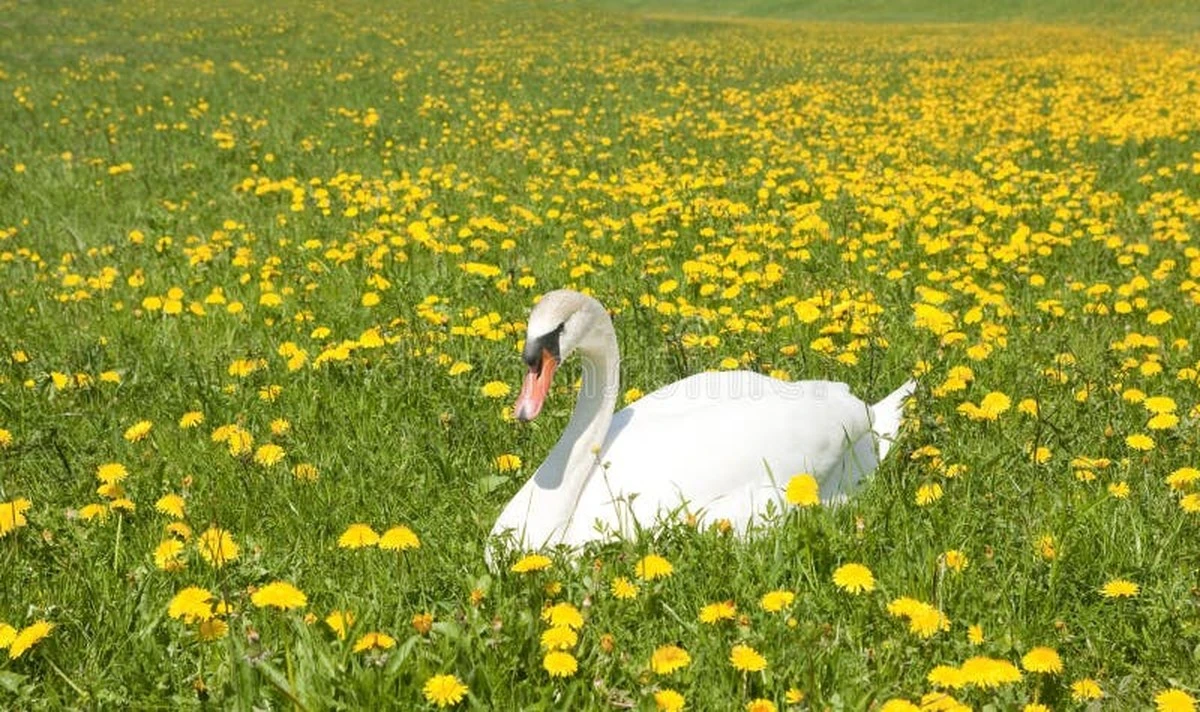 Warum dieser Schwan lieber trocken bleibt – und Einheimische ihn lieben - image 1