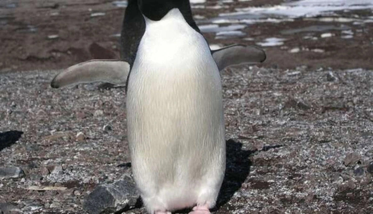 Warum dieser Schwan lieber trocken bleibt – und Einheimische ihn lieben - image 2