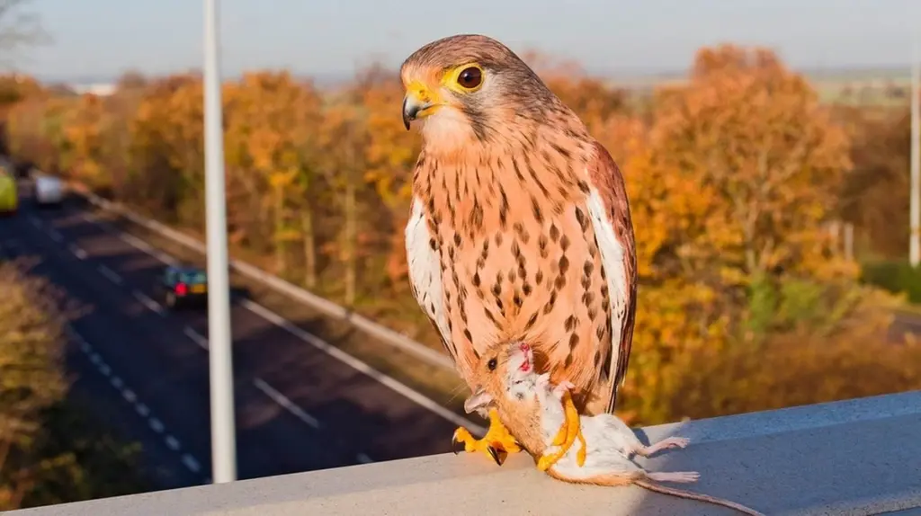Warum Greifvögel die Autobahn lieben: Das versteckte Paradies der Raubvögel