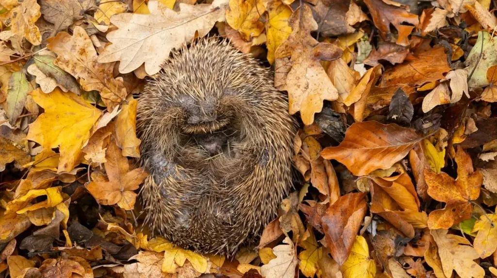 Warum ihr Frühjahrsputz im Garten warten muss: So schützen Sie Igel richtig