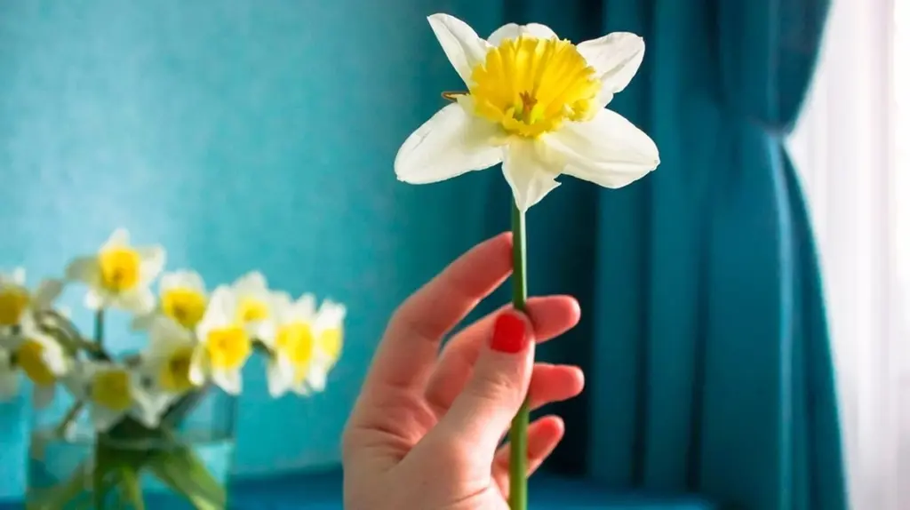 Warum Narzissen lieber alleine stehen: Der überraschende Grund hinter dem Frühlingstrend