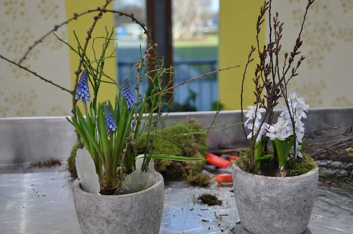 Warum Narzissen lieber alleine stehen: Der überraschende Grund hinter dem Frühlingstrend - image 2