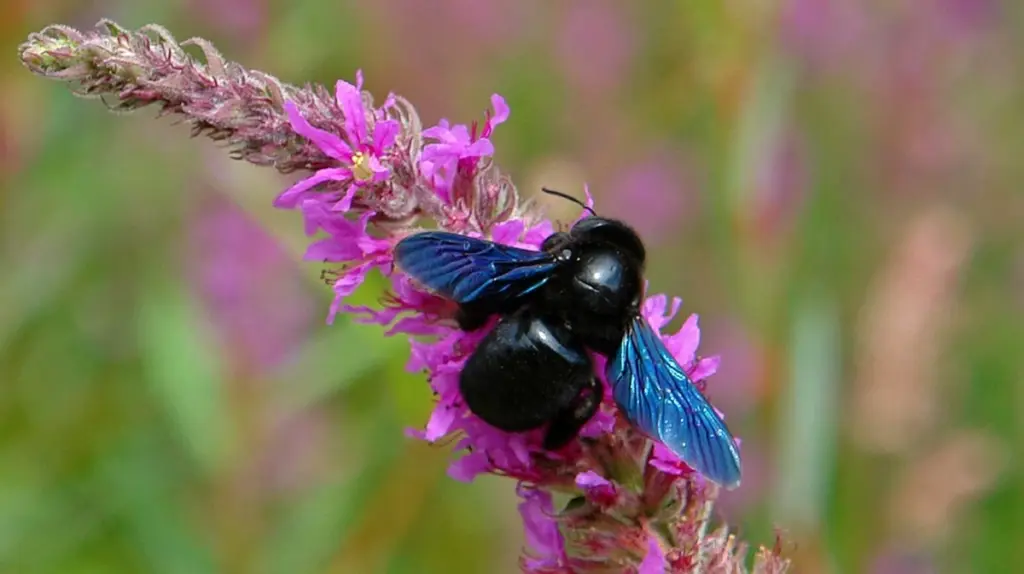 Blauschwarze Holzbiene im Garten: Ein Zeichen für ein gesundes Ökosystem