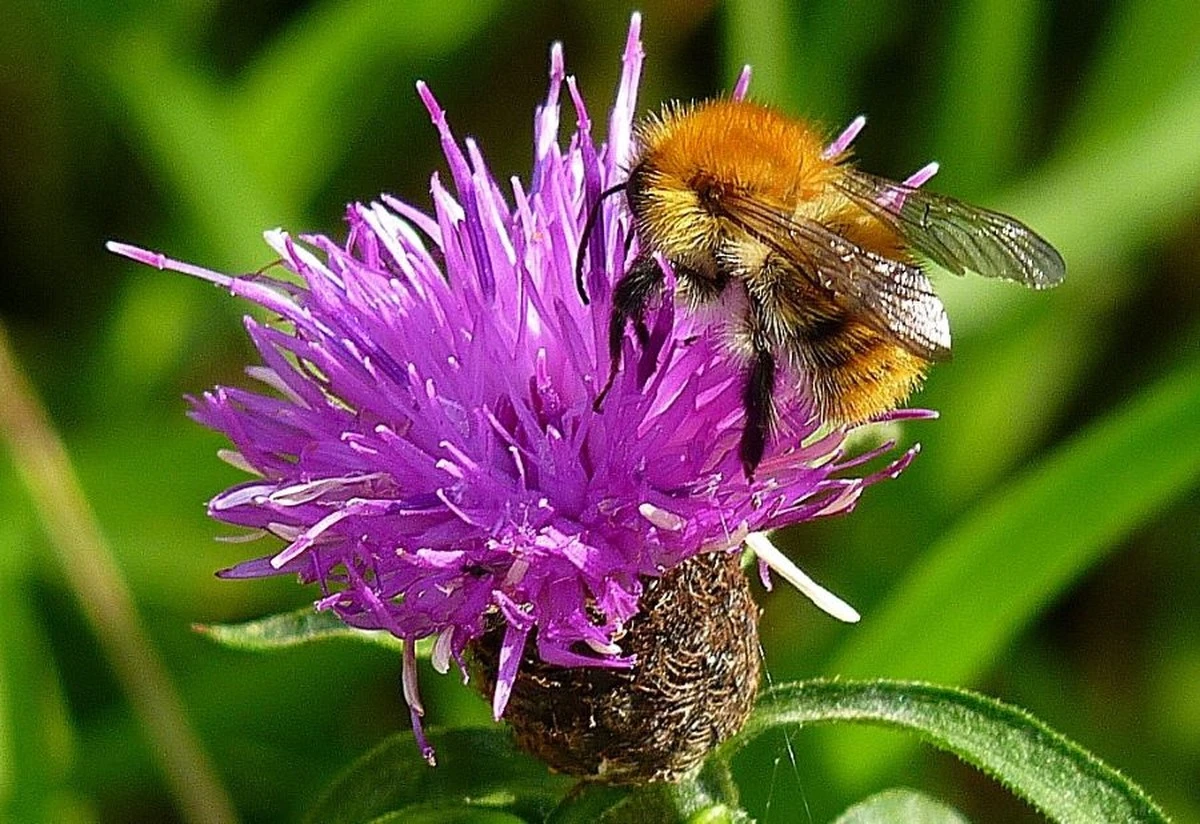 Blauschwarze Holzbiene im Garten: Ein Zeichen für ein gesundes Ökosystem - image 2