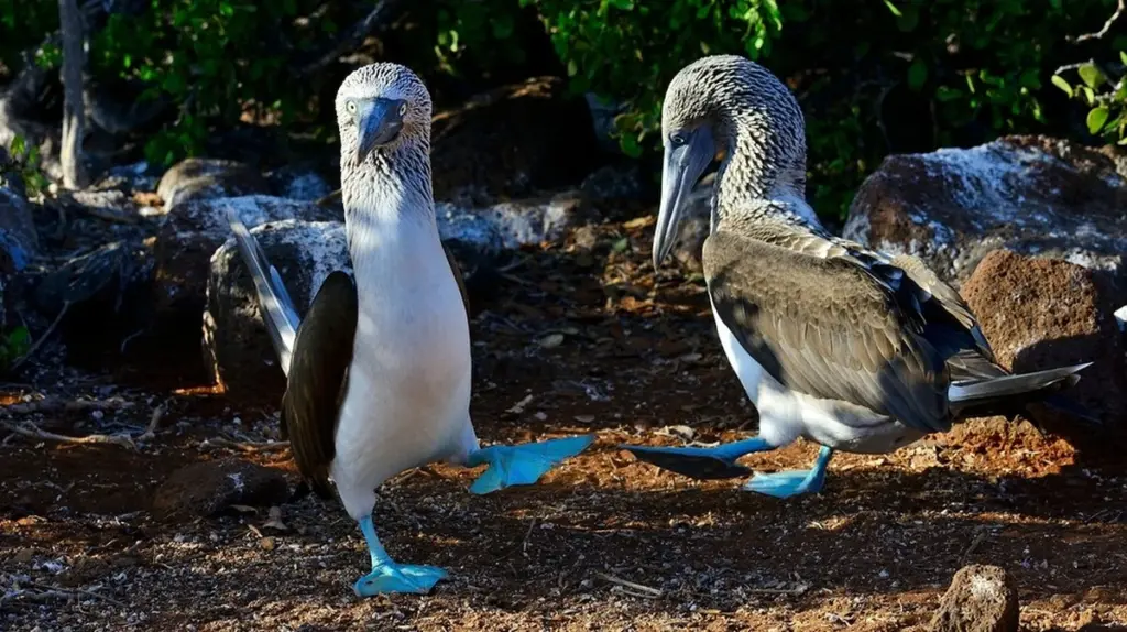 Die geheime Balzsprache der Tiere: Was Sie jetzt über Frühlingsgefühle im Tierreich wissen müssen