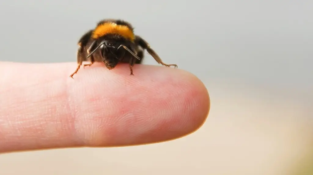Hummeln im Frühling: Der Sofort-Rettungsplan für geschwächte Tiere