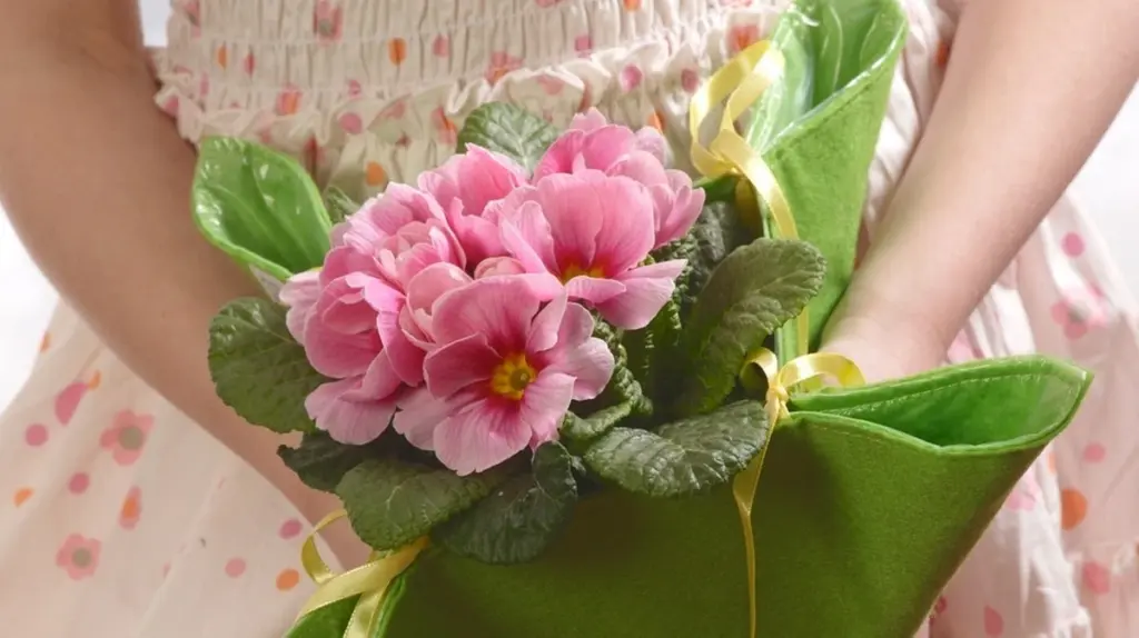 Nicht wegwerfen: So blühen Ihre Primeln nächstes Jahr wieder – Gärtner-Trick