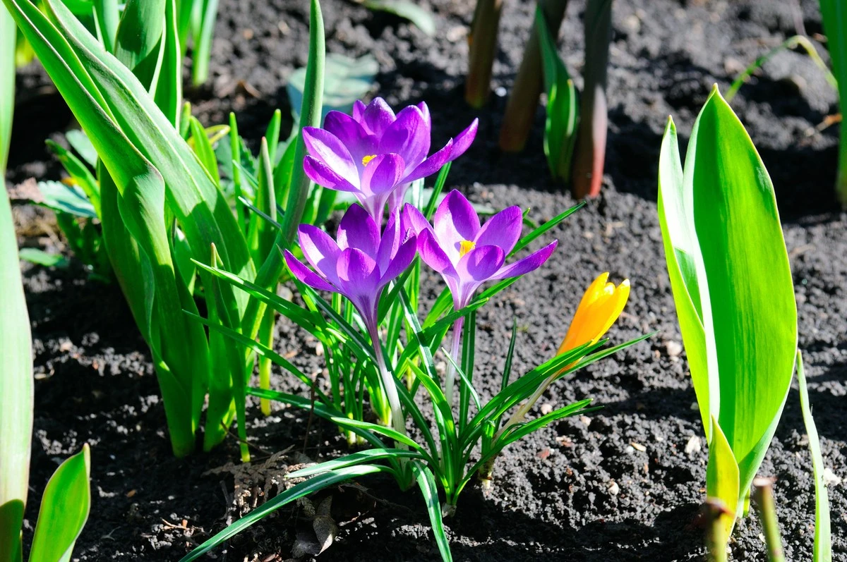 Nicht wegwerfen: So blühen Ihre Primeln nächstes Jahr wieder – Gärtner-Trick - image 2