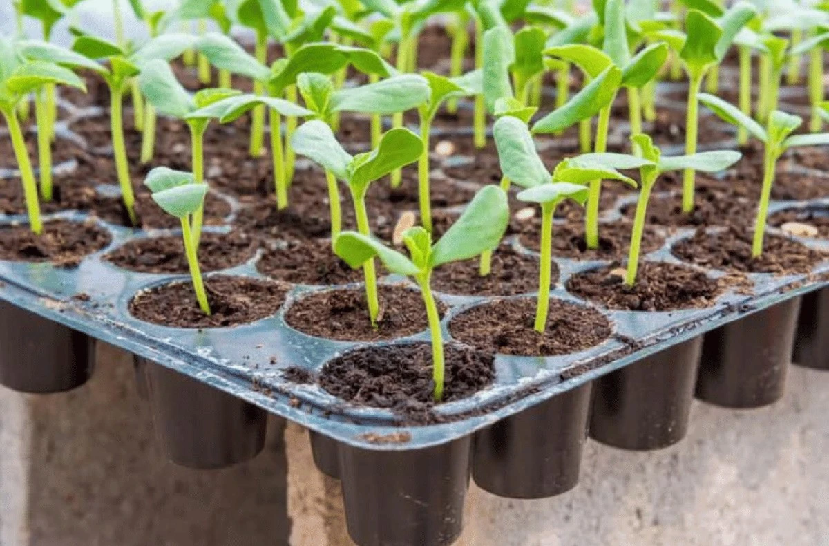 Tomaten vorziehen: Der geheime Trick für kräftige Pflanzen ab Ende März - image 2