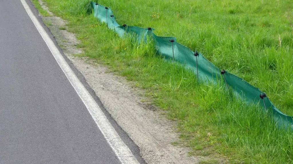 Warum Frösche und Kröten im Frühjahr öfter sterben als auf dem Rückweg