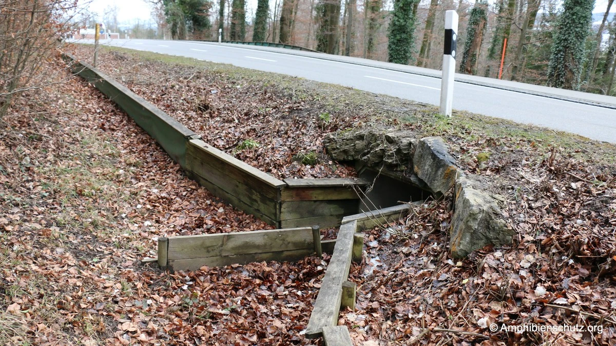 Warum Frösche und Kröten im Frühjahr öfter sterben als auf dem Rückweg - image 2