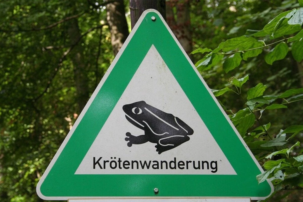 Warum Kröten auf der Straße sitzen bleiben: Männchen warten auf die Überholspur - image 1